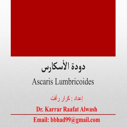 دودة الأسكارس Ascaris Lumbricoides الدكتور كرار رأفت علوش