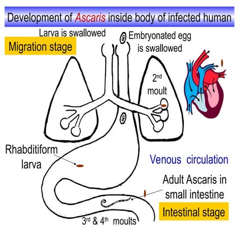 Ascaris, Enterobius, Hookworm and  Trichrous 6.ppt