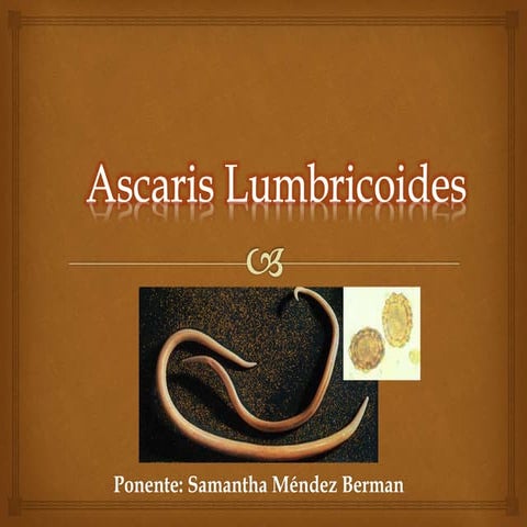 Ascaris lumbricoides