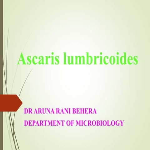Ascaris lumbricoides