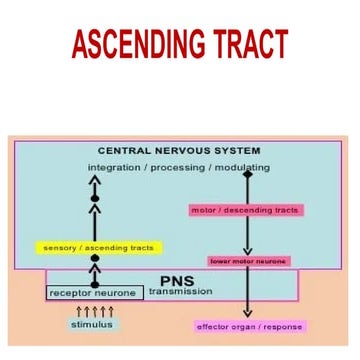 ASCENDING TRACT and central nevous system