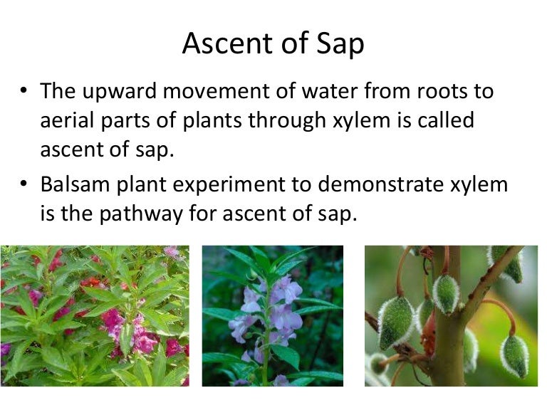 Ascent of sap MohanBio