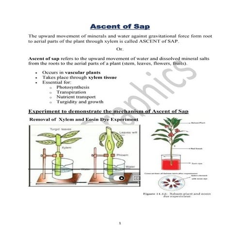 Ascent of Sap or Transpiration Pull Theory | PDF