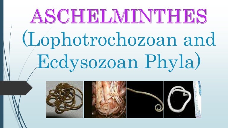 Phylum platyhelminthes nematoda annelida, Anelide - Wikipedia