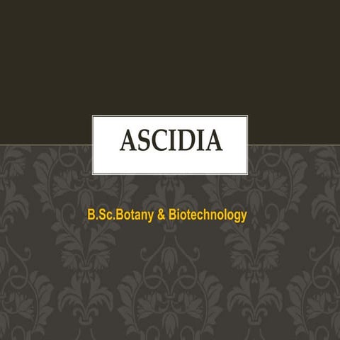 Ascidia - Zoology - exam point of view