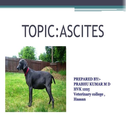 Ascites in domestic animals