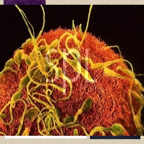 Asexual and sexual reproduction 4.04