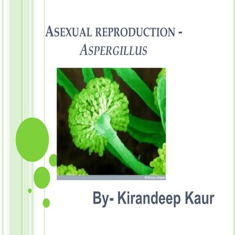 Asexual reproduction in    aspergillus