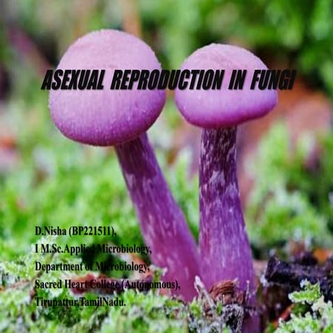 ASEXUAL REPRODUCTION IN FUNGI.ppt.pptx