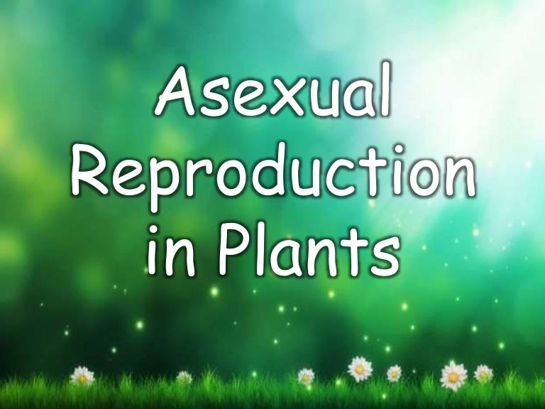 Asexual reproduction in plants