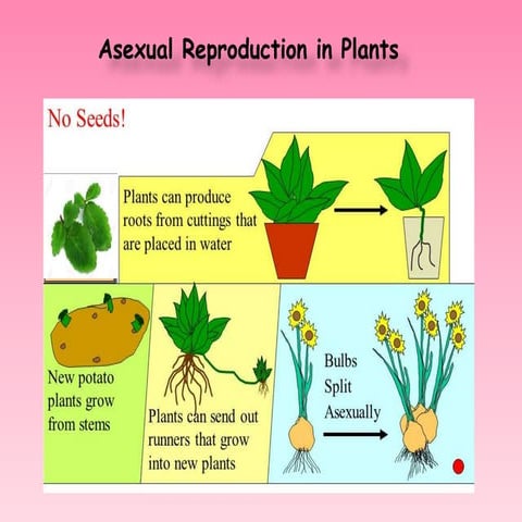 Asexual reproduction in plants