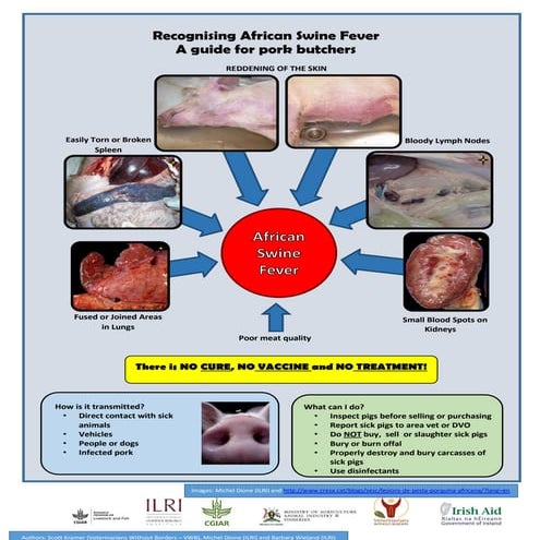 Recognising African Swine Fever: A guide for pork butchers