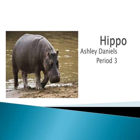 Ashleydaniels hippo