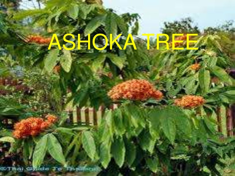 Ashoka tree pharmacognosy
