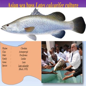 ASIAN SEABASS CULTURE