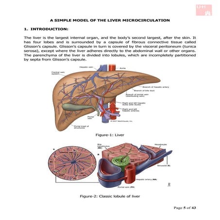 A simple model of the liver microcirculation