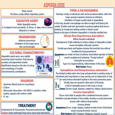 Aspergillosis- infograph