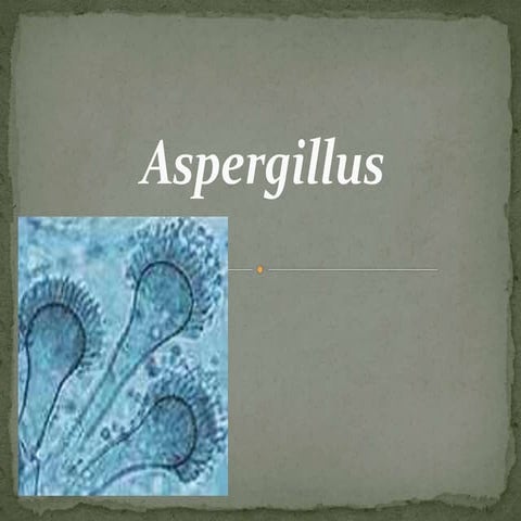 Aspergillus