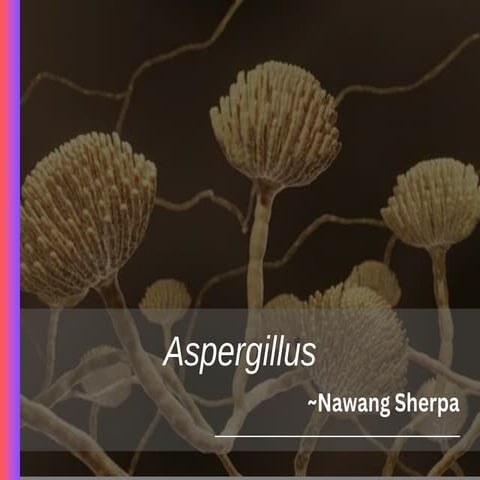 Medically Important Aspergillus species.pptx