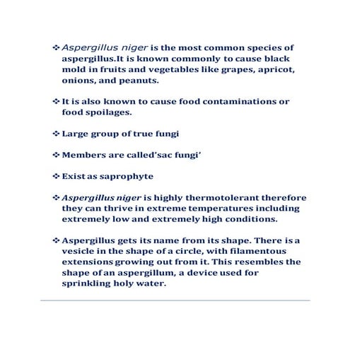 Aspergillus niger  (FUNGUS)