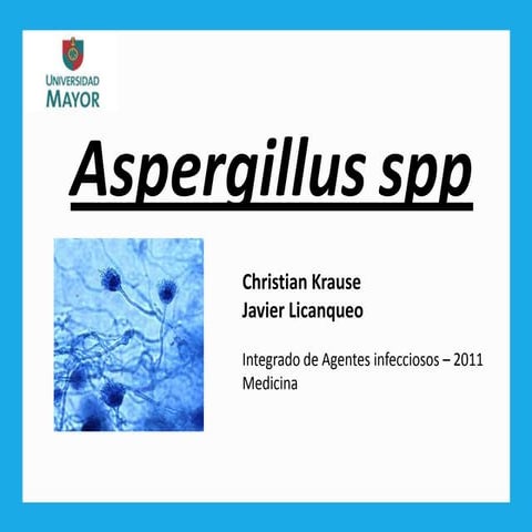 Aspergillus spp - Aspergilosis