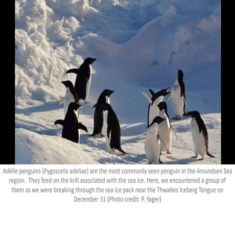 ASPIRE: The Amundsen Sea Polynya International Research Expedition