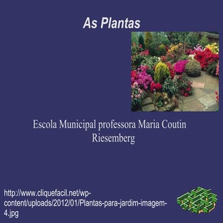 As plantas