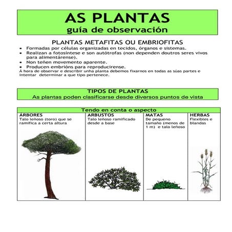 As plantas: guía e tipos