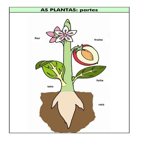 As plantas, a raíz