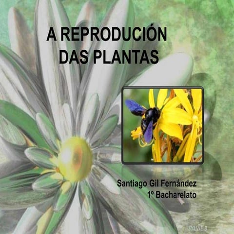 As plantas rematado