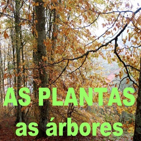 As árbores: morfoloxía, especies...