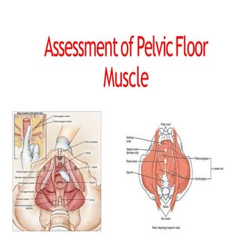 Assessment of Pelvic Floor Muscle.pptx