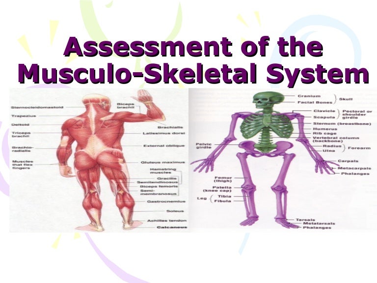 Assessment Of The Musclo Skletal System