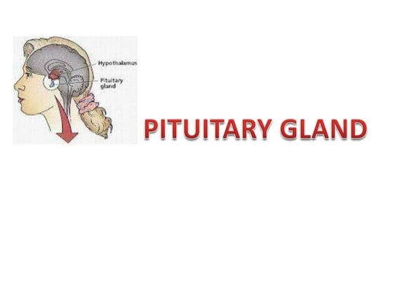 pituitary gland