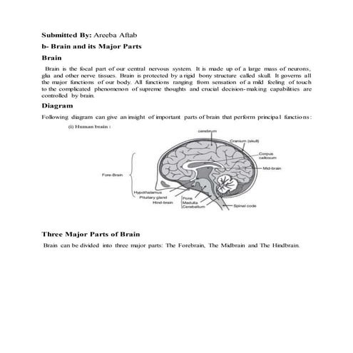 Human Brain and it's parts