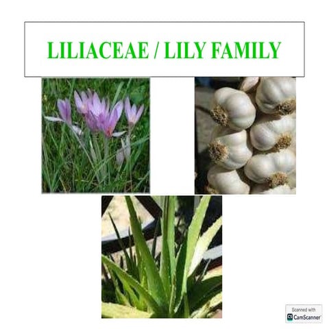 Liliaceae and labiatae family pharmacognosy | PDF