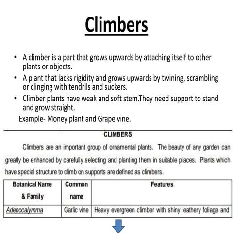 Climbers