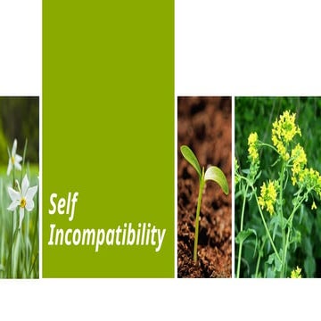 Assignment Self incompatibility and molecular basis of Self Incompability.pptx