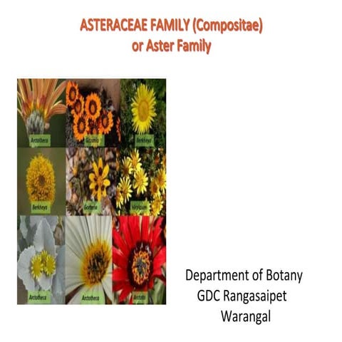 Asteraceae family.pptx for NEET and EAMCET
