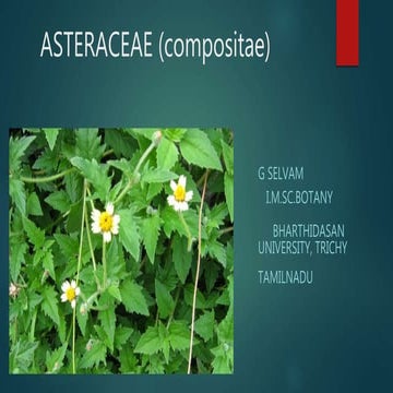 Asteraceae  