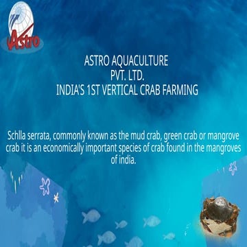  crab farming | Vertical crab farming | Crab culture |