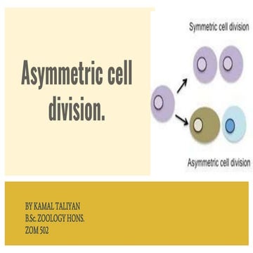 Asymmetric cell division.