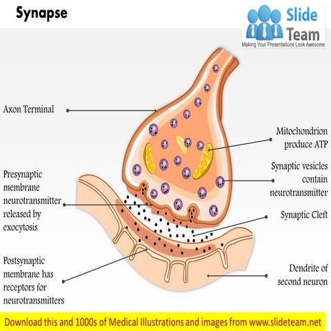A synapse medical images for power point