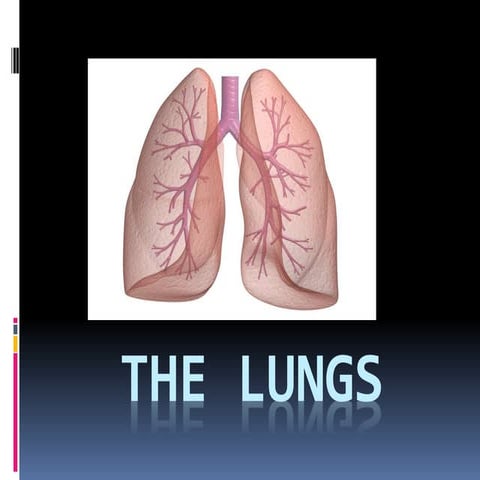 the lungs