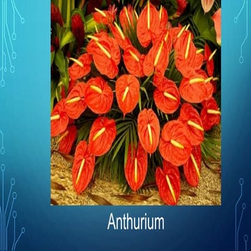 Athurium pptx (1)