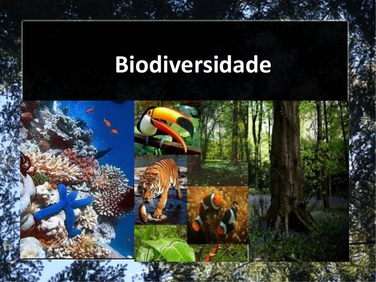 O Que Podera Acontecer Com A Biodiversidade No Futuro