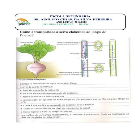 Atividade transporte de seiva elaborada | DOCX