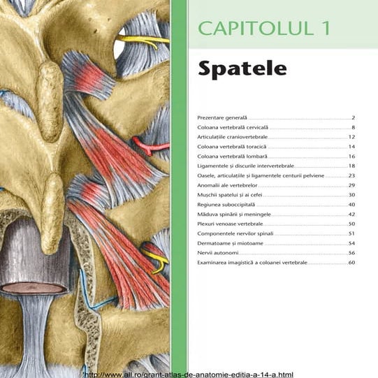Atlas de anatomie grant pdf online