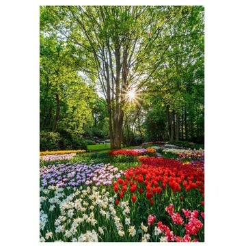 Atlas of chest imaging