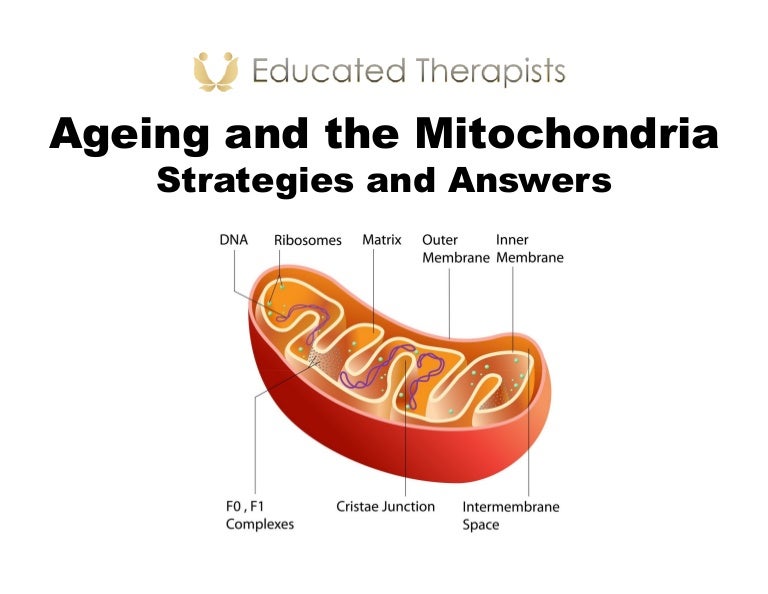 Atp and mitochondria